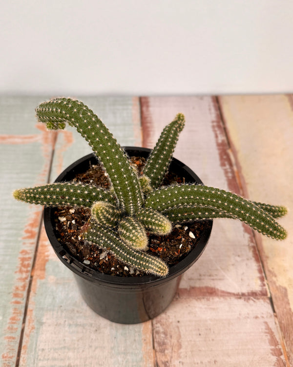 Echinopsis chamaecereus (Peanut Cactus)