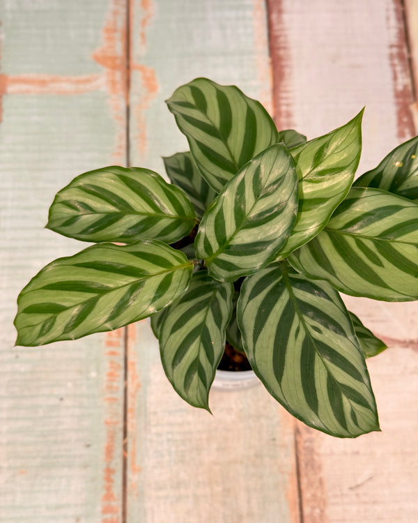 Calathea louisae ‘Freddy’