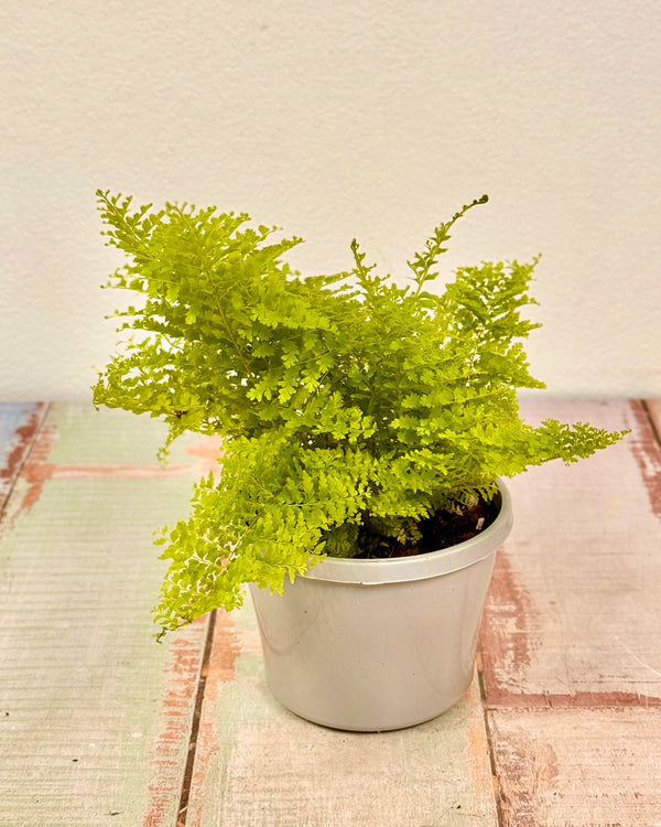 Nephrolepis smithii 'Cotton Candy'