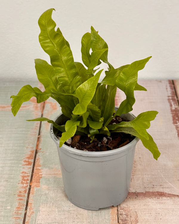 Asplenium ‘Crispy Wave’