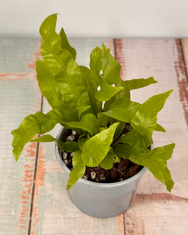 Asplenium ‘Crispy Wave’