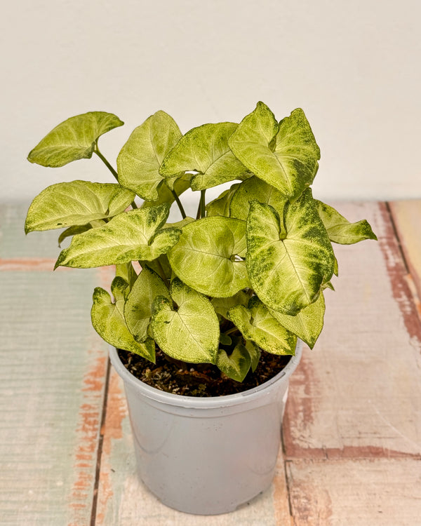 Syngonium ‘Pixie’