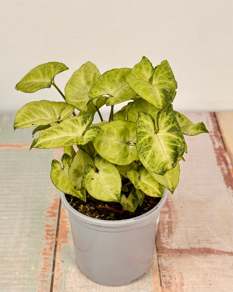 Syngonium ‘Pixie’