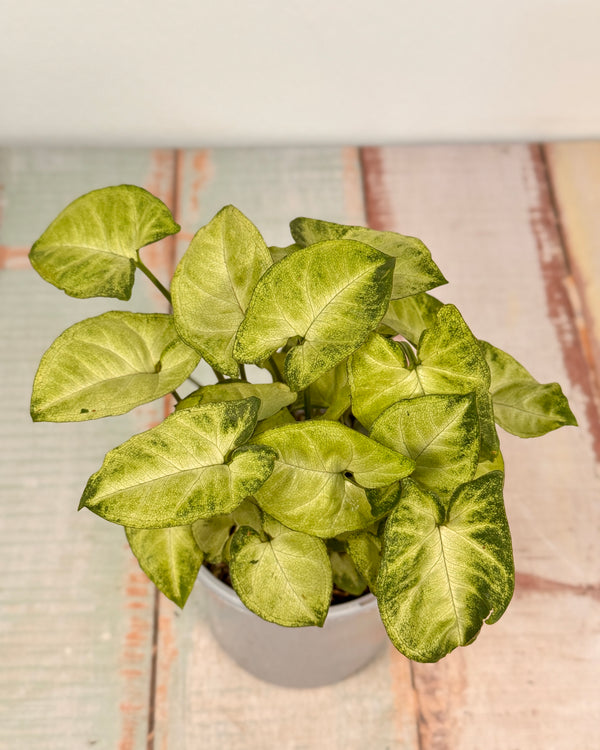 Syngonium ‘Pixie’