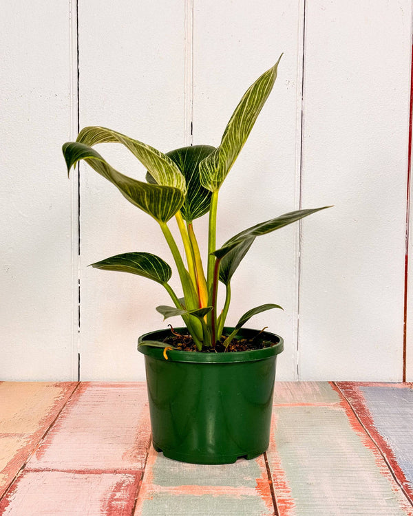 Philodendron ‘Birkin’ - Plant Daddy