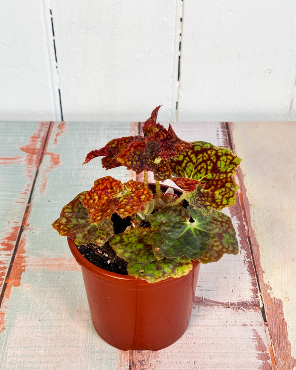 Begonia fuscomaculata