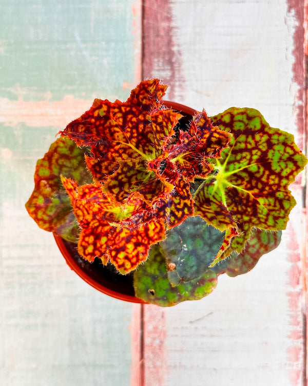 Begonia fuscomaculata