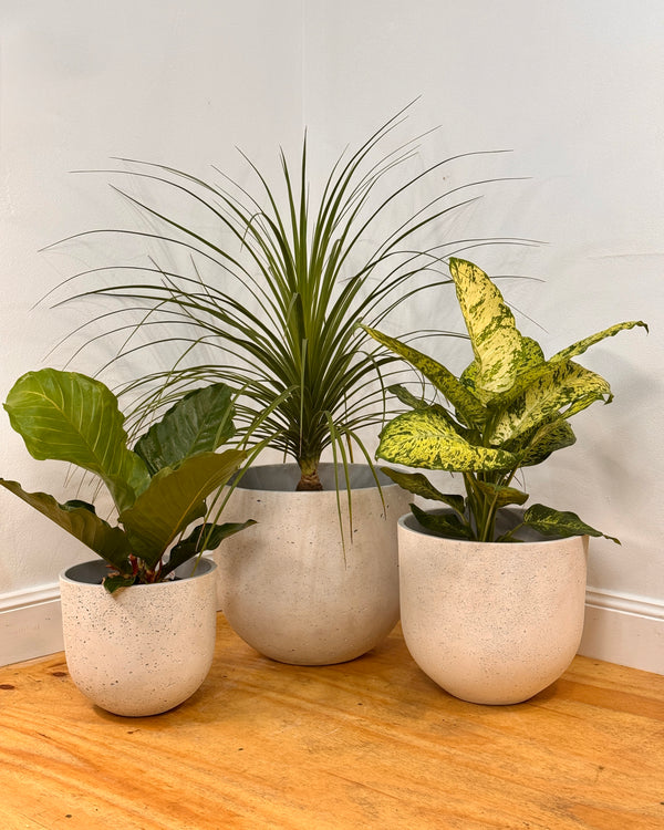 Three Sisters Stone Egg Pot - Concrete