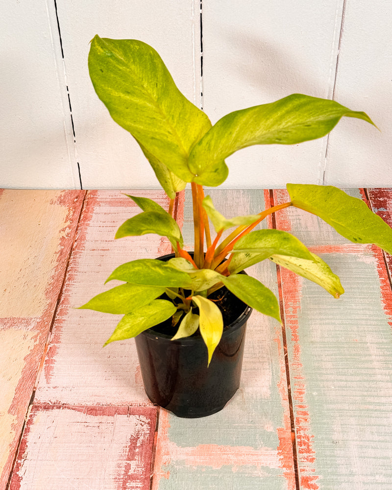 Philodendron Snowdrift