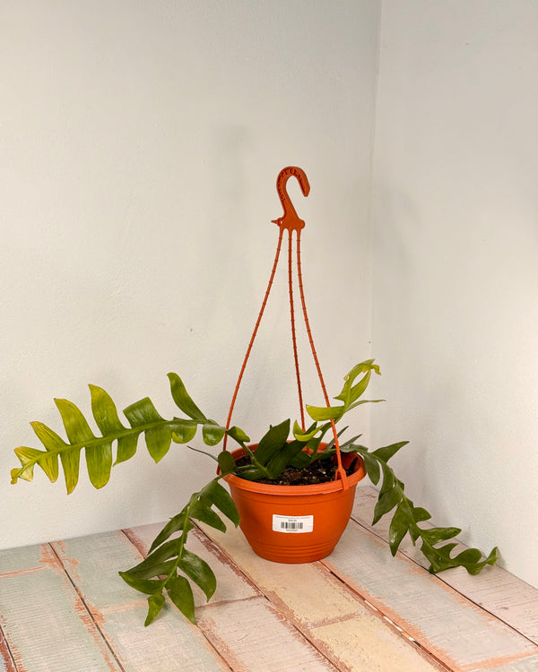Selenicereus chrysocardium (Fern Leaf Cactus)