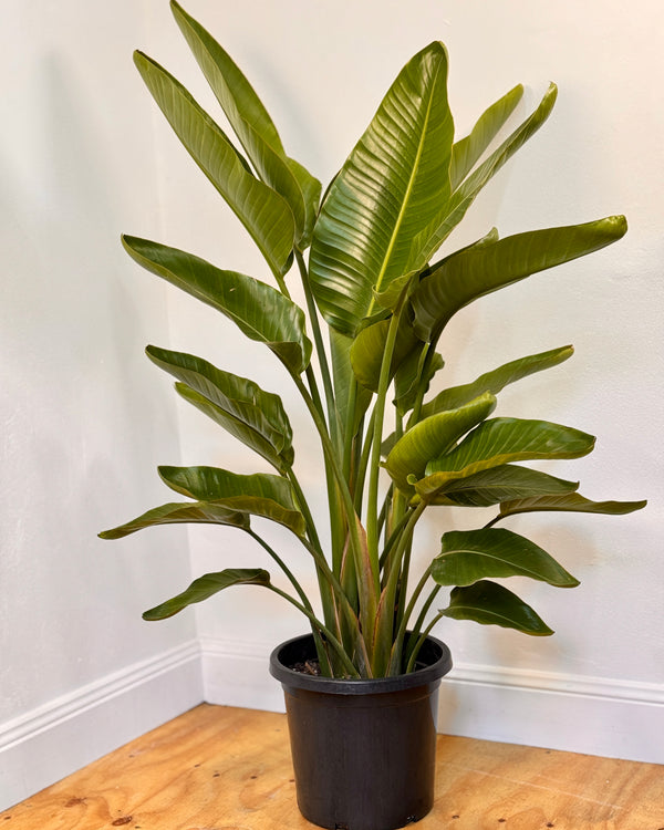 Strelitzia nicolai (Giant Bird of Paradise)