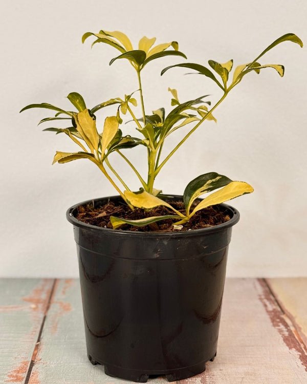 Schefflera arboricola ‘Madame de Smet’ - Plant Daddy