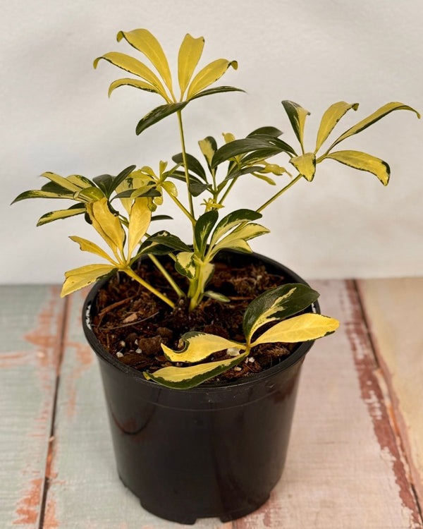 Schefflera arboricola ‘Madame de Smet’ - Plant Daddy