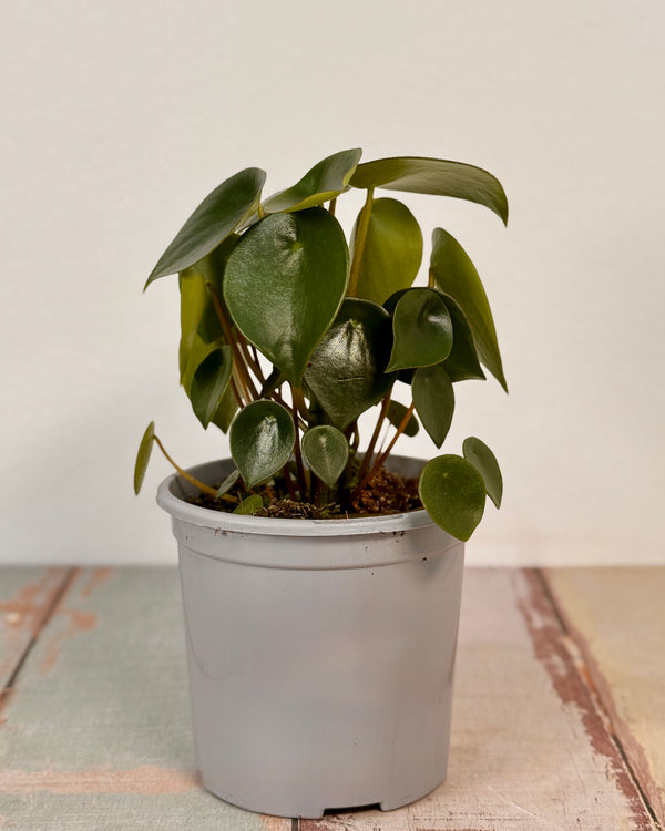 Peperomia polybotrya (Coin Leaf)