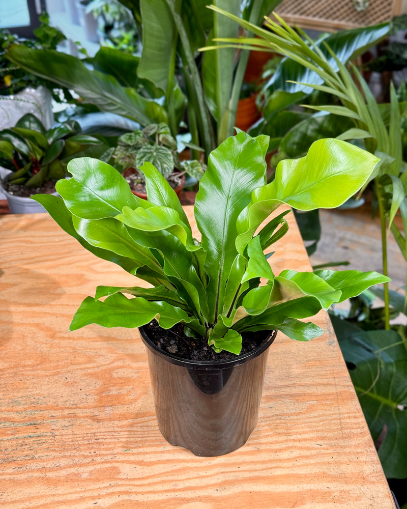 Asplenium australasicum (Birds Nest Fern) - Plant Daddy