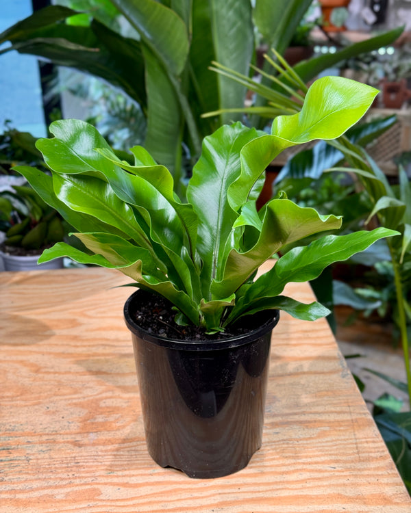 Asplenium australasicum (Birds Nest Fern)