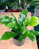 Asplenium australasicum (Birds Nest Fern) - Plant Daddy