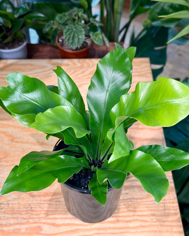 Asplenium australasicum (Birds Nest Fern) - Plant Daddy