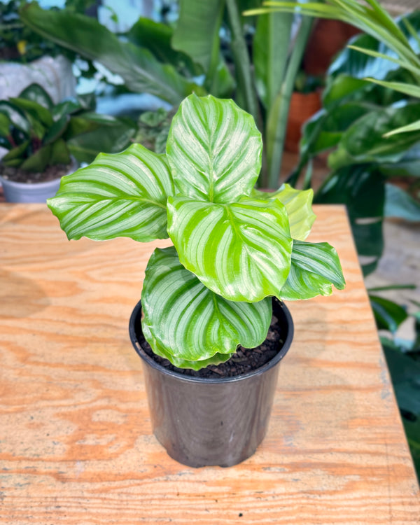Calathea orbifolia