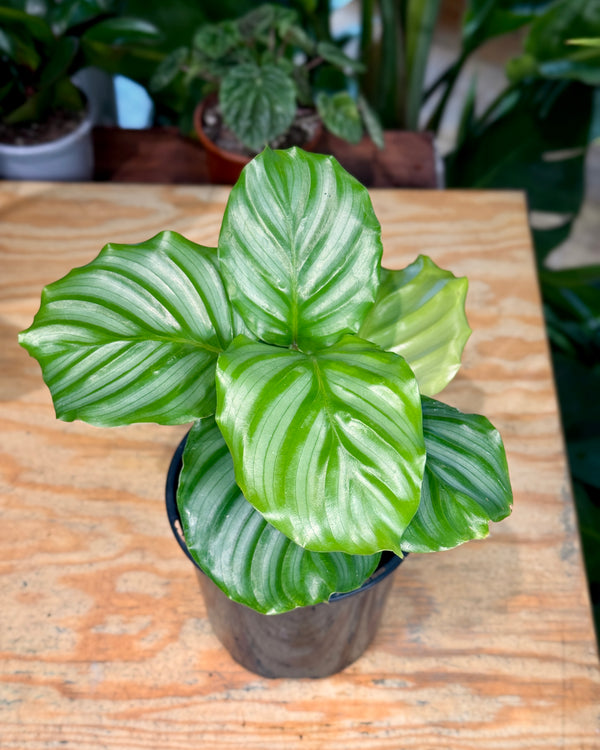 Calathea orbifolia