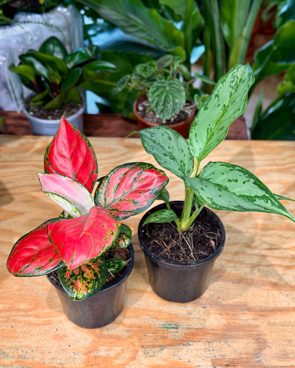 Aglaonema mix