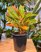Codiaeum variegatum mix (Croton) - Plant Daddy
