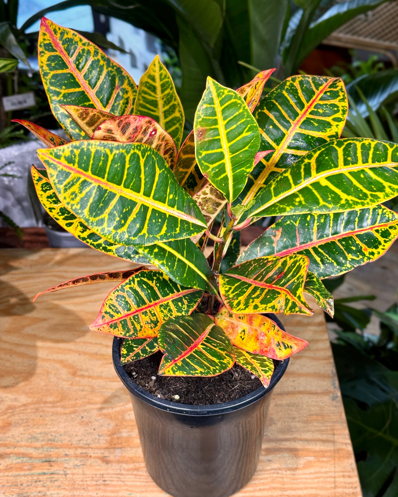 Codiaeum variegatum mix (Croton) - Plant Daddy