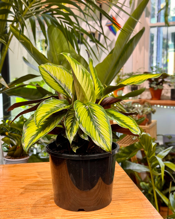 Calathea ornata 'Beauty Star'