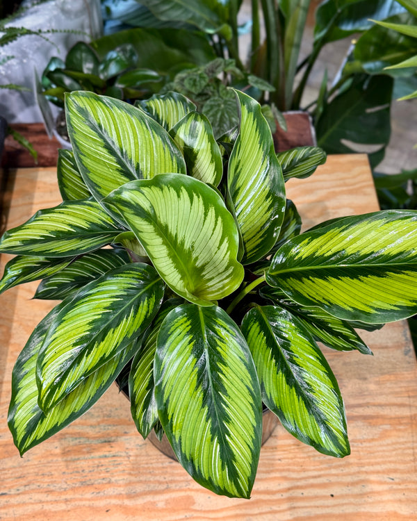 Calathea ornata 'Beauty Star'
