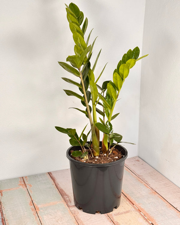 Zamioculcas zamiifolia (ZZ/ Zanzibar Gem)