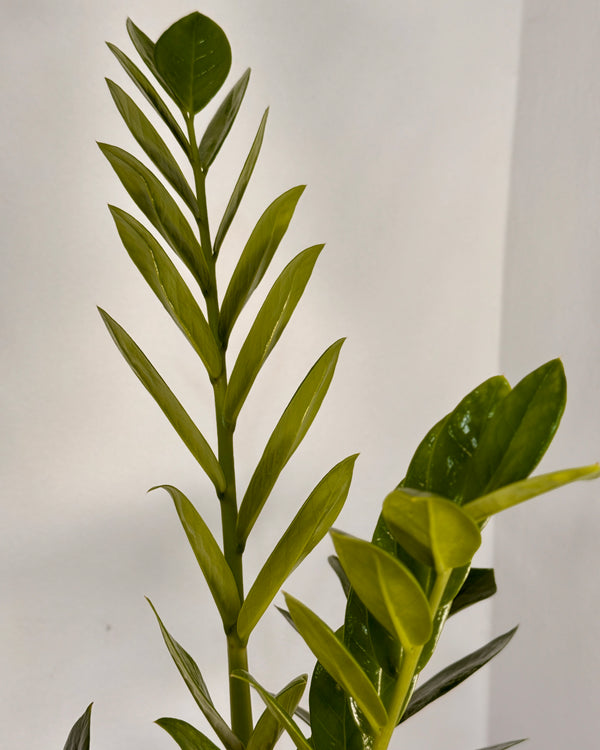 Zamioculcas zamiifolia (ZZ/ Zanzibar Gem)