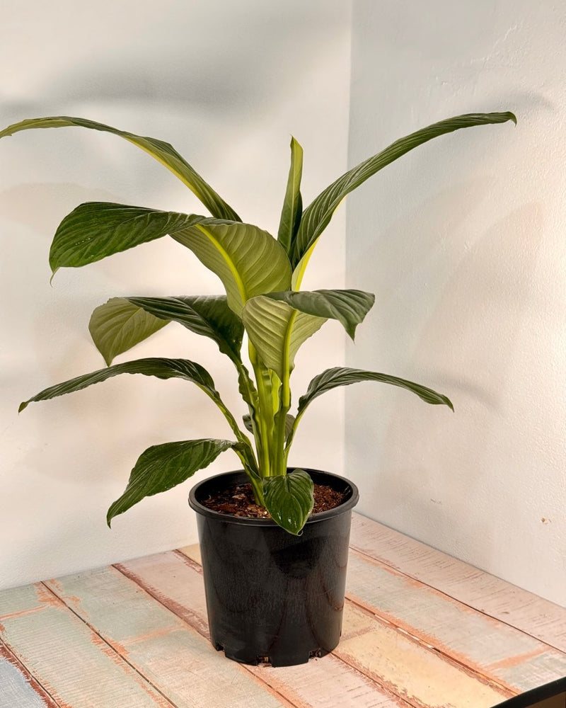 Spathipyllum ‘Sensation’ (Peace Lily) - Plant Daddy