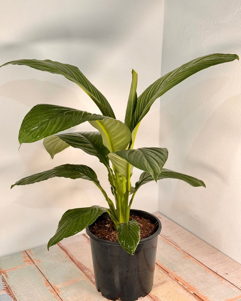 Spathipyllum ‘Sensation’ (Peace Lily) - Plant Daddy