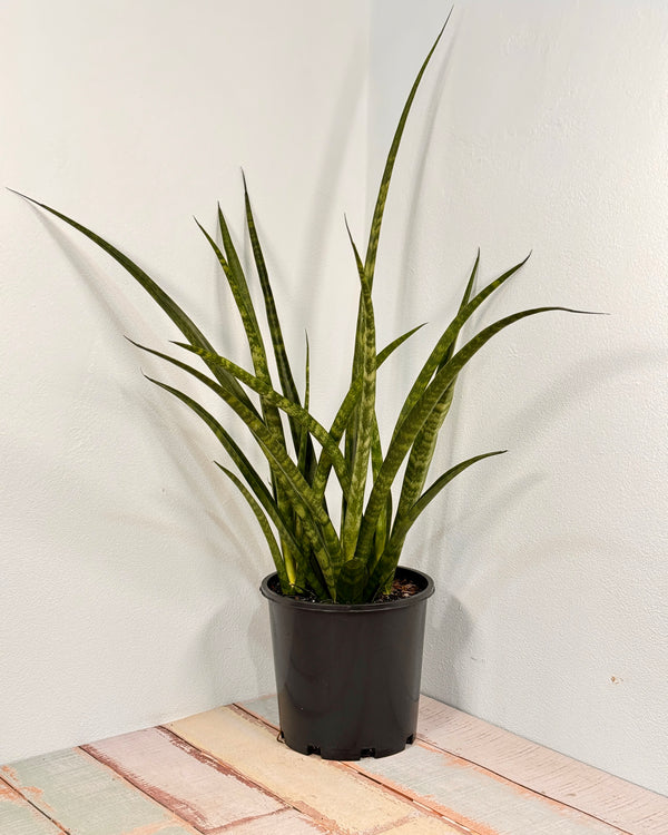 Sansevieria parva