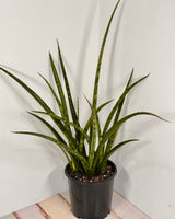 Sansevieria parva