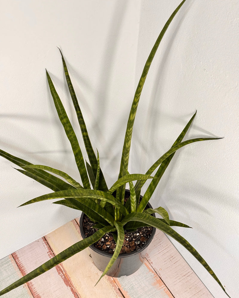 Sansevieria parva