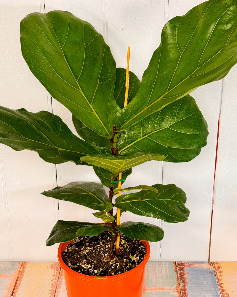Fiddle Leaf Fig (Ficus Lyrata)