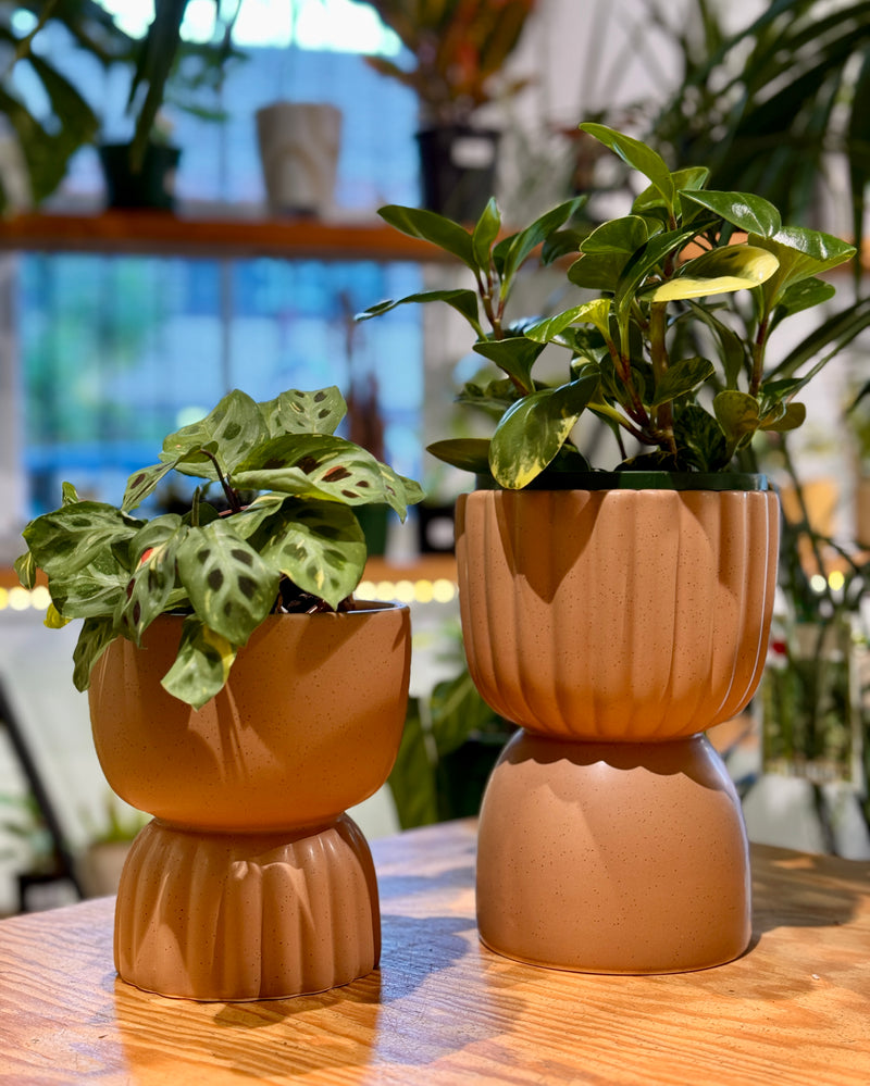 Sara Ceramic Vase Pot - Plant Daddy