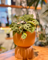 Sara Ceramic Vase Pot - Plant Daddy