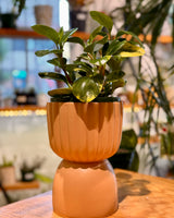 Sara Ceramic Vase Pot - Plant Daddy