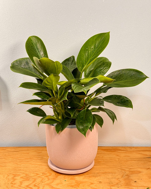 Philodendron ‘Green Princess’ - Plant Daddy