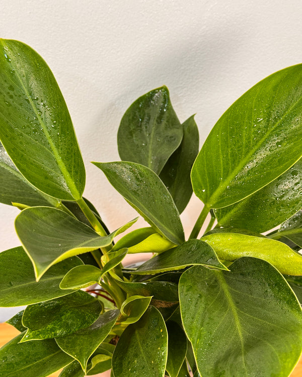 Philodendron ‘Green Princess’ - Plant Daddy