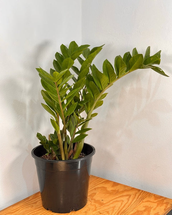 Zamioculcas zamiifolia (ZZ/ Zanzibar Gem) - Plant Daddy