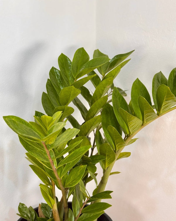 Zamioculcas zamiifolia (ZZ/ Zanzibar Gem) - Plant Daddy