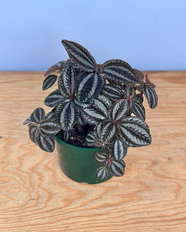 Pilea involucrata 'Norfolk'