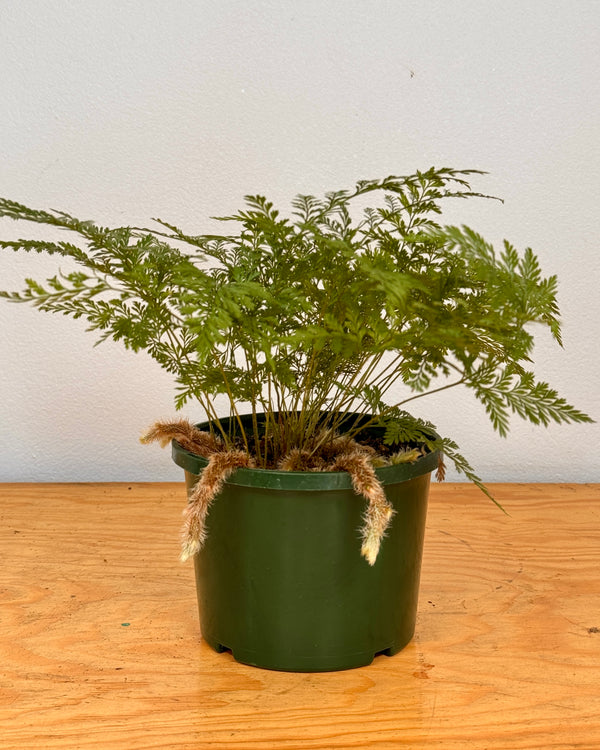 Davallia solida var. Fejeensis (Rabbits Foot Fern)