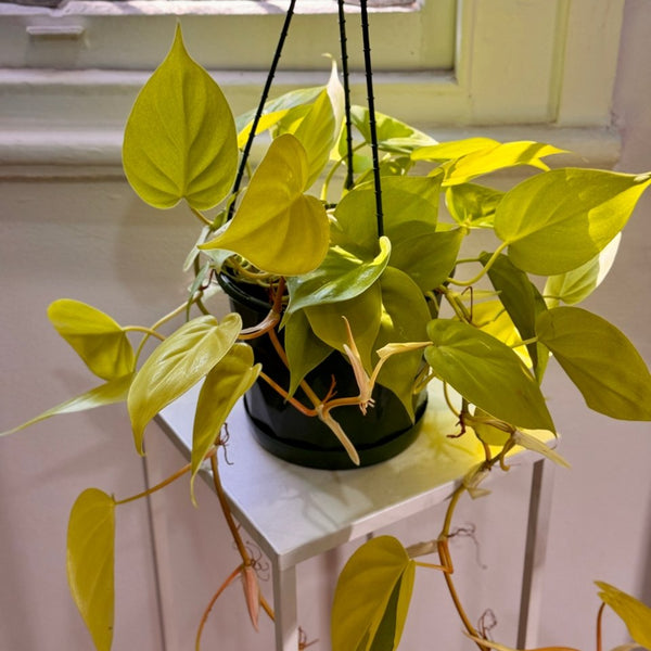 neon heart shaped philodendron Philodendron Cordatum Gold