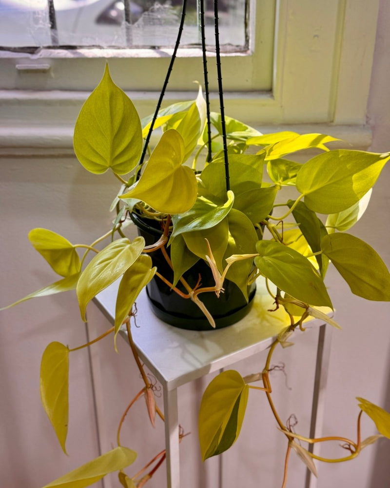 philodendron cordatum goldilocks Philodendron Cordatum Gold