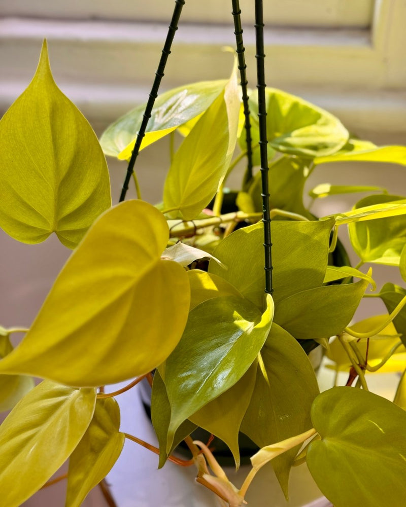 philodendron hederaceum gold Philodendron Cordatum Gold