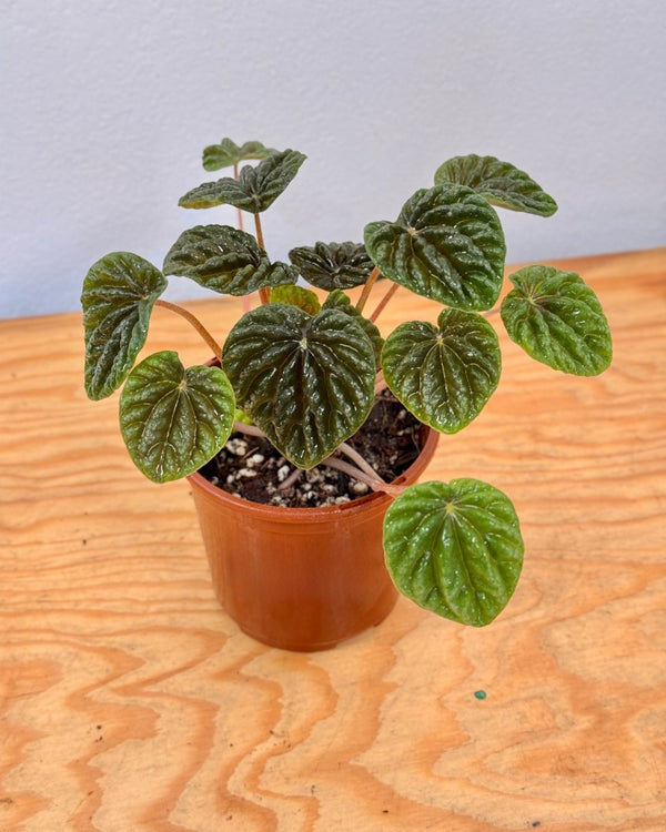 Peperomia 'Emerald Ripple' - Plant Daddy